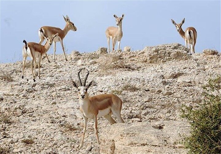 حیاتوحش یزد در پناه قرقگاهها جان گرفت حیاتوحش یزد در پناه قرقگاهها جان گرفت